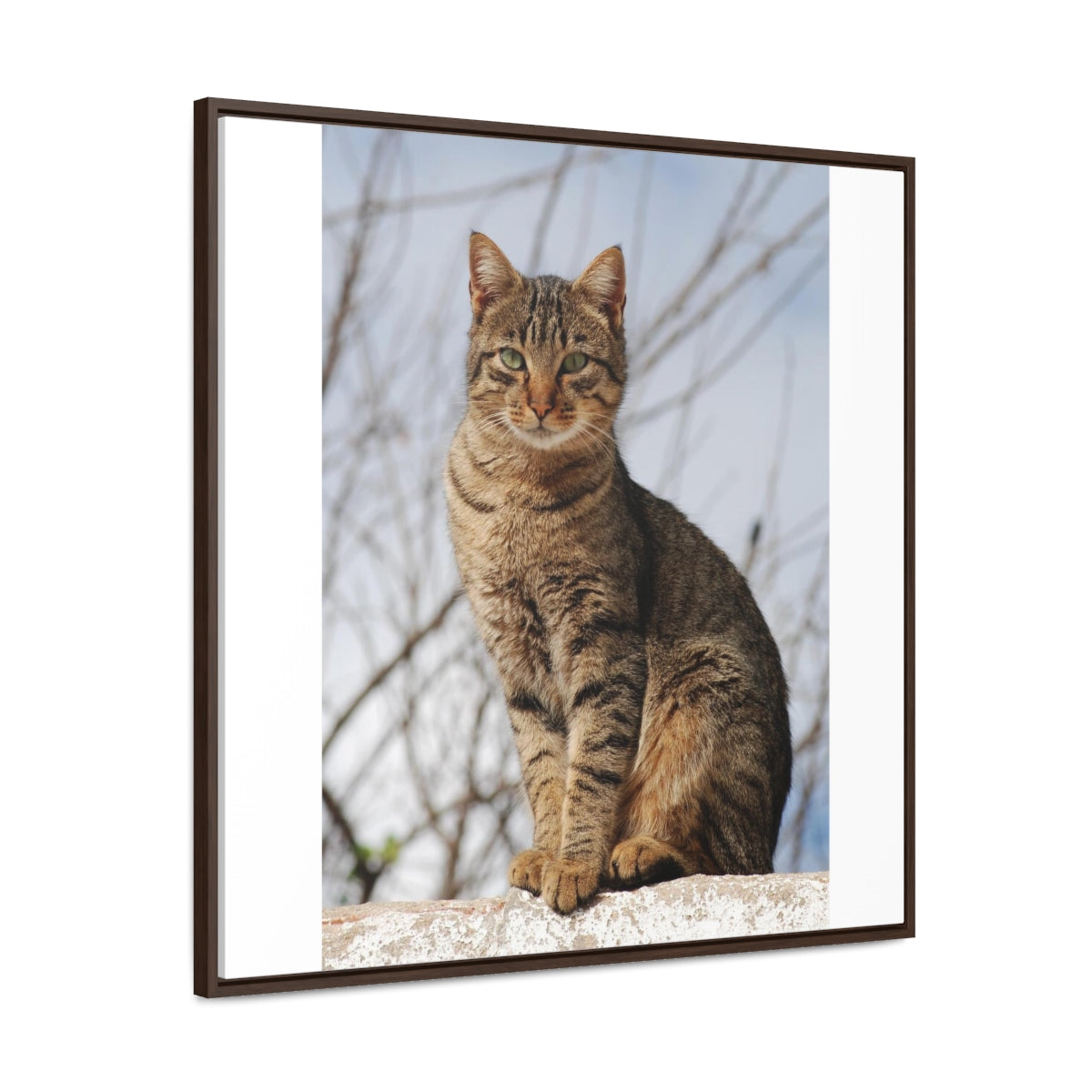 Copy of Gallery Canvas Wraps, Square Frame1